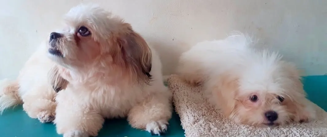 Freshly groomed Shih Tzus resting at Green Tails