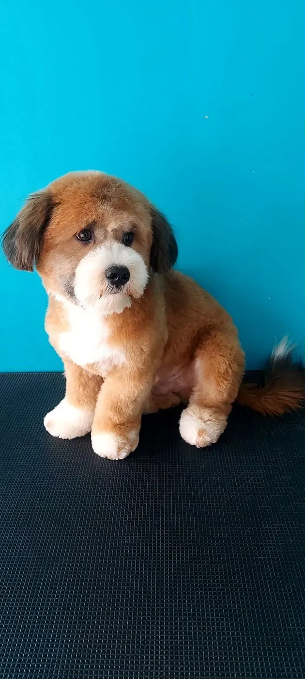 Fluffy puppy after dog grooming at Green Tails, Bacolod City
