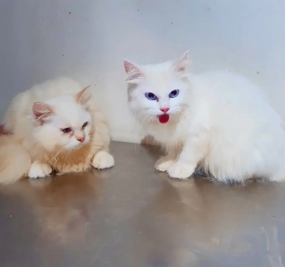 Two white Persian cats after grooming
