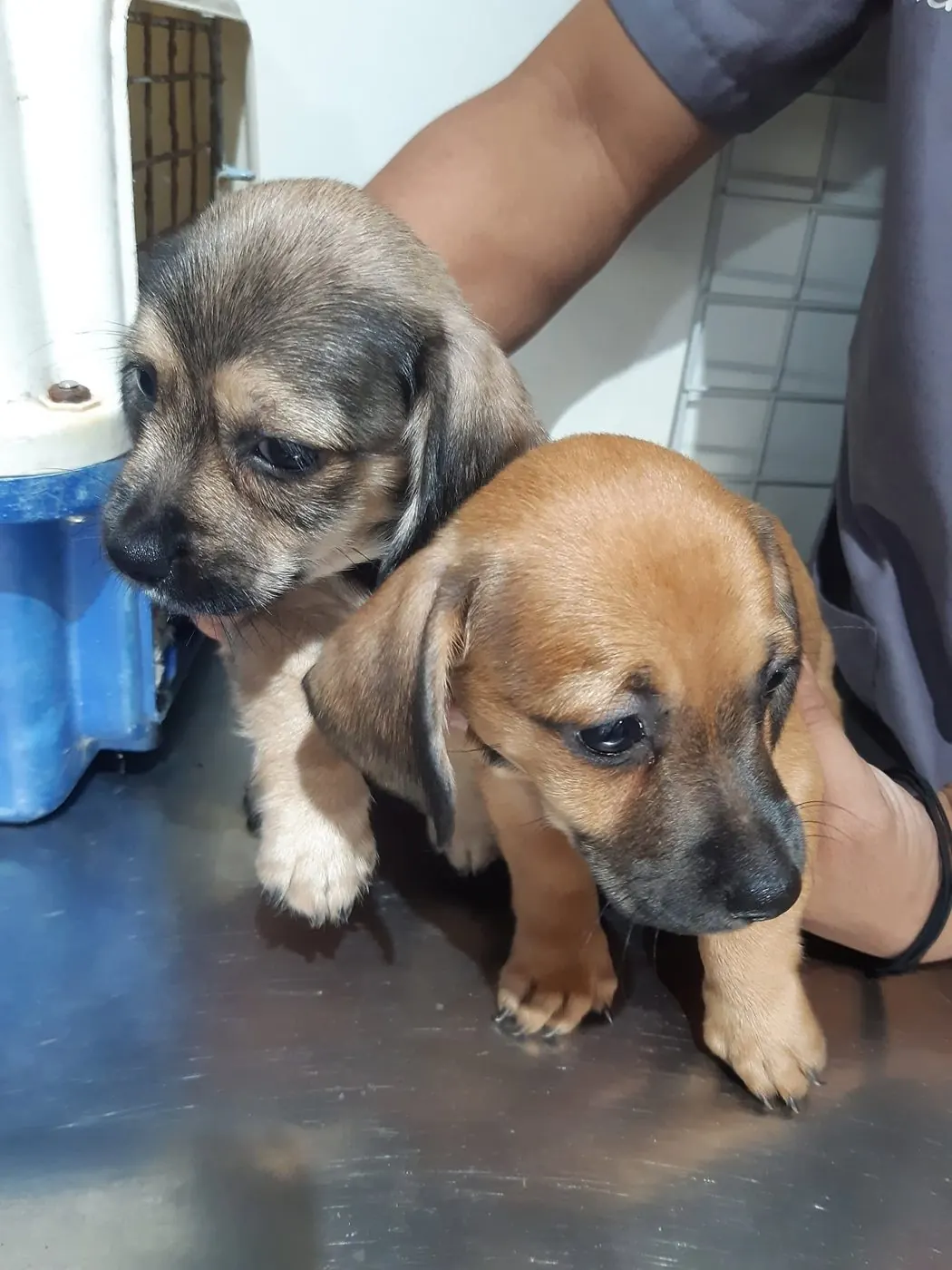 Two puppies being examined at Green Tails Veterinary Clinic, Sum-ag, Bacolod City