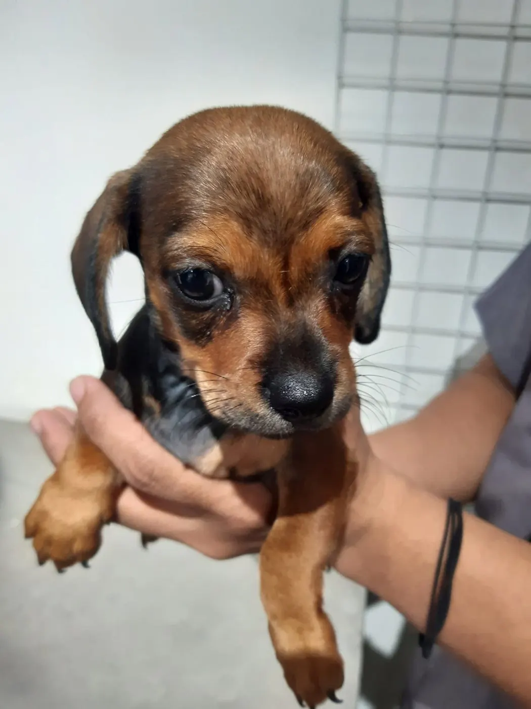 Tiny puppy held by a Green Tails staff member