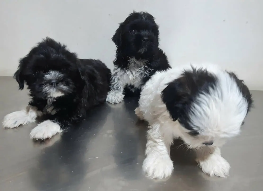 Three Shih Tzu puppies