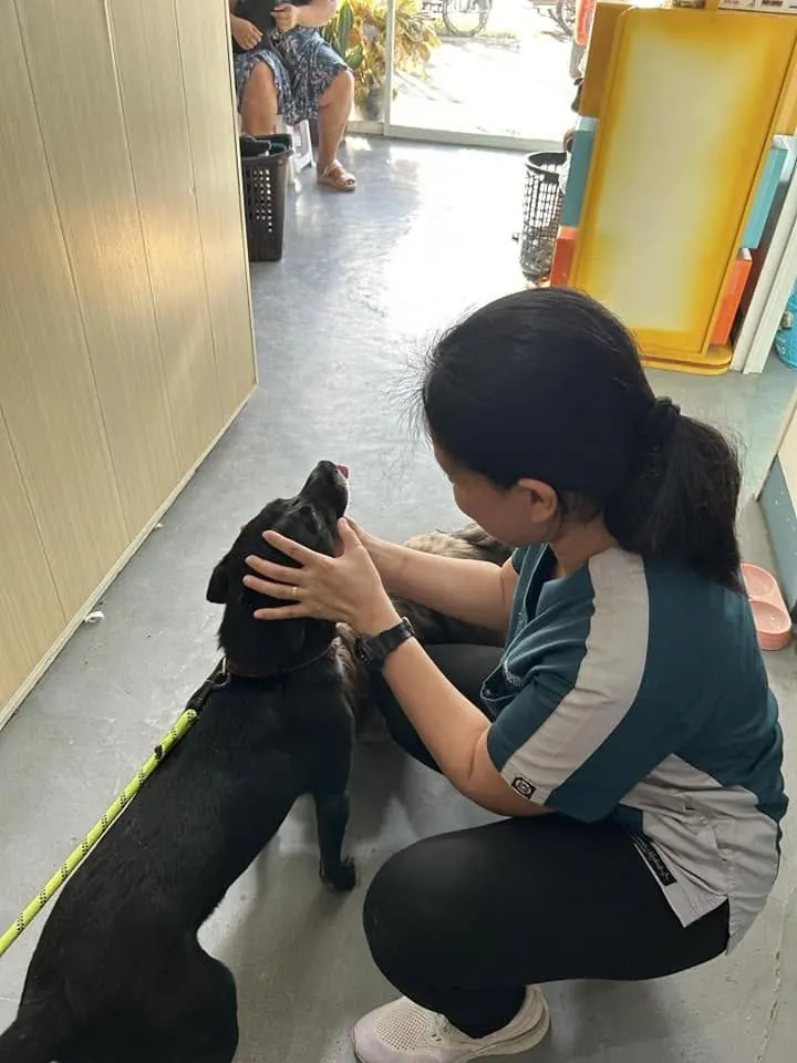 Staff member greeting a dog inside the clinic